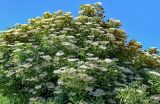 View full-size image Sambucus nigra