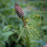 Смотреть изображение Equisetum sylvaticum