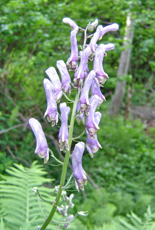 Image of Aconitum moldavicum specimen.