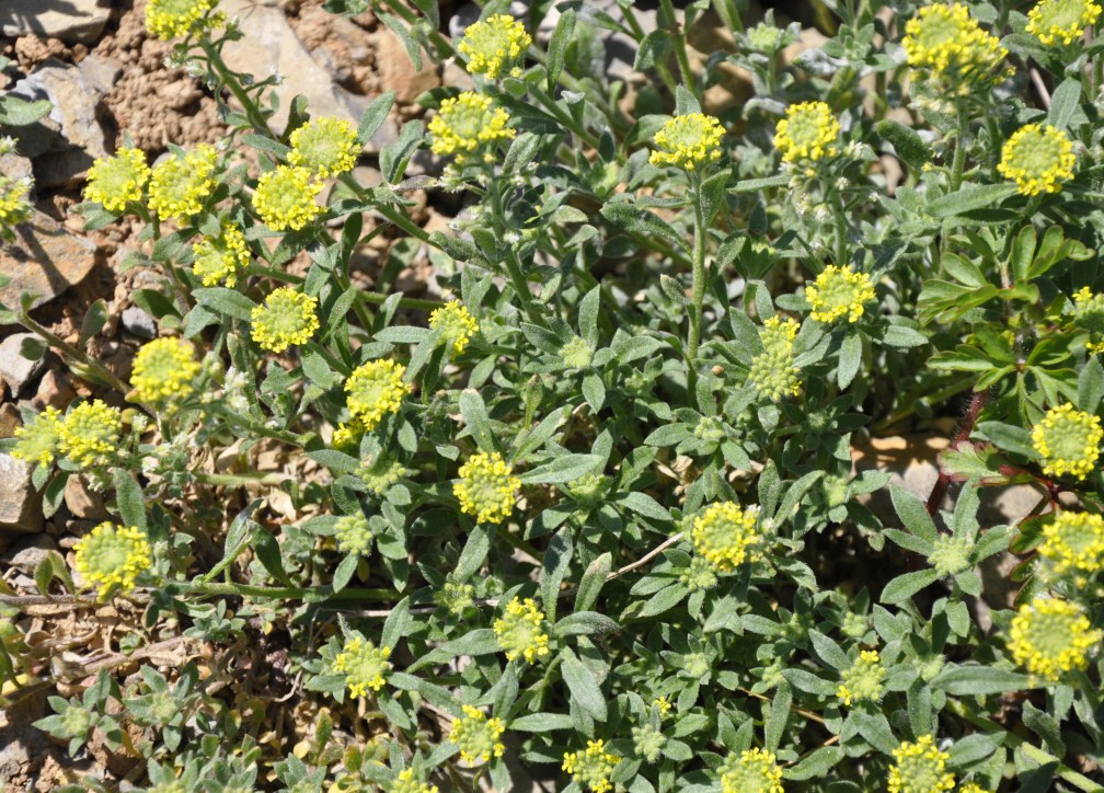 Image of genus Alyssum specimen.