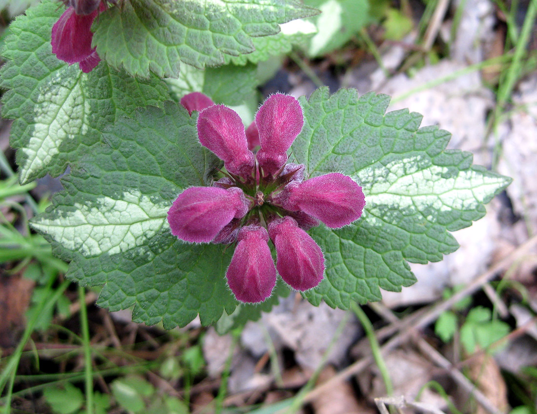 Image of Lamium maculatum specimen.