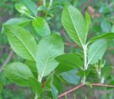 Salix myrsinifolia. Молодые побеги (видна нижняя сторона листьев). Ярославская обл., Некоузский р-н, окр. пос. Борок, дачный участок. 25.05.2011.