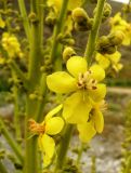 Verbascum songaricum. Часть соцветия. Копетдаг, Чули. 27 мая 2011 г.