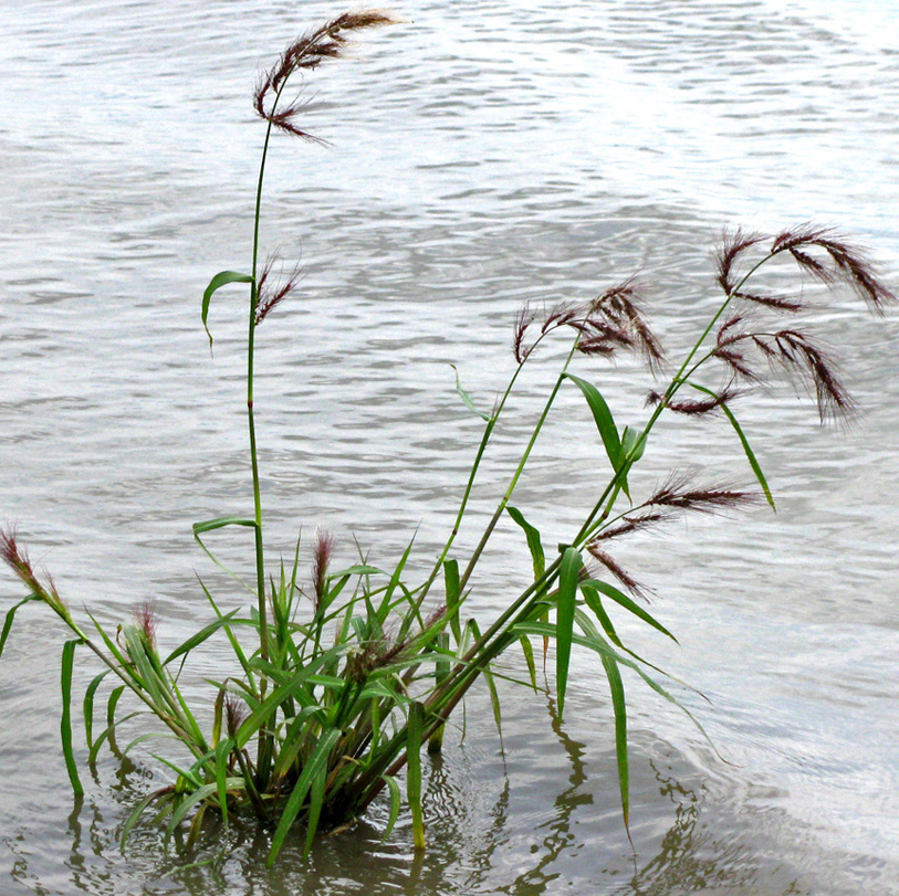 Image of Echinochloa tzvelevii specimen.