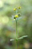 Geum macrophyllum