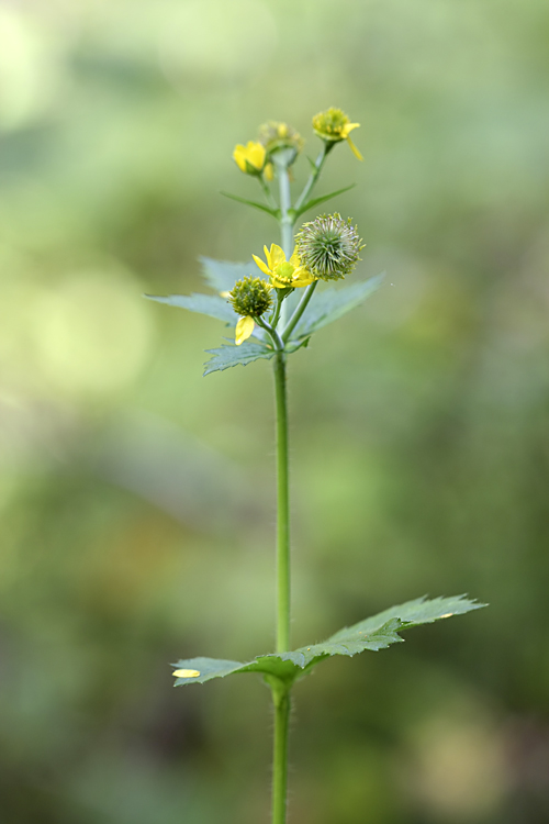 Image of Geum macrophyllum specimen.