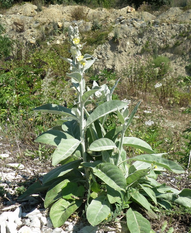 Image of Verbascum gnaphalodes specimen.