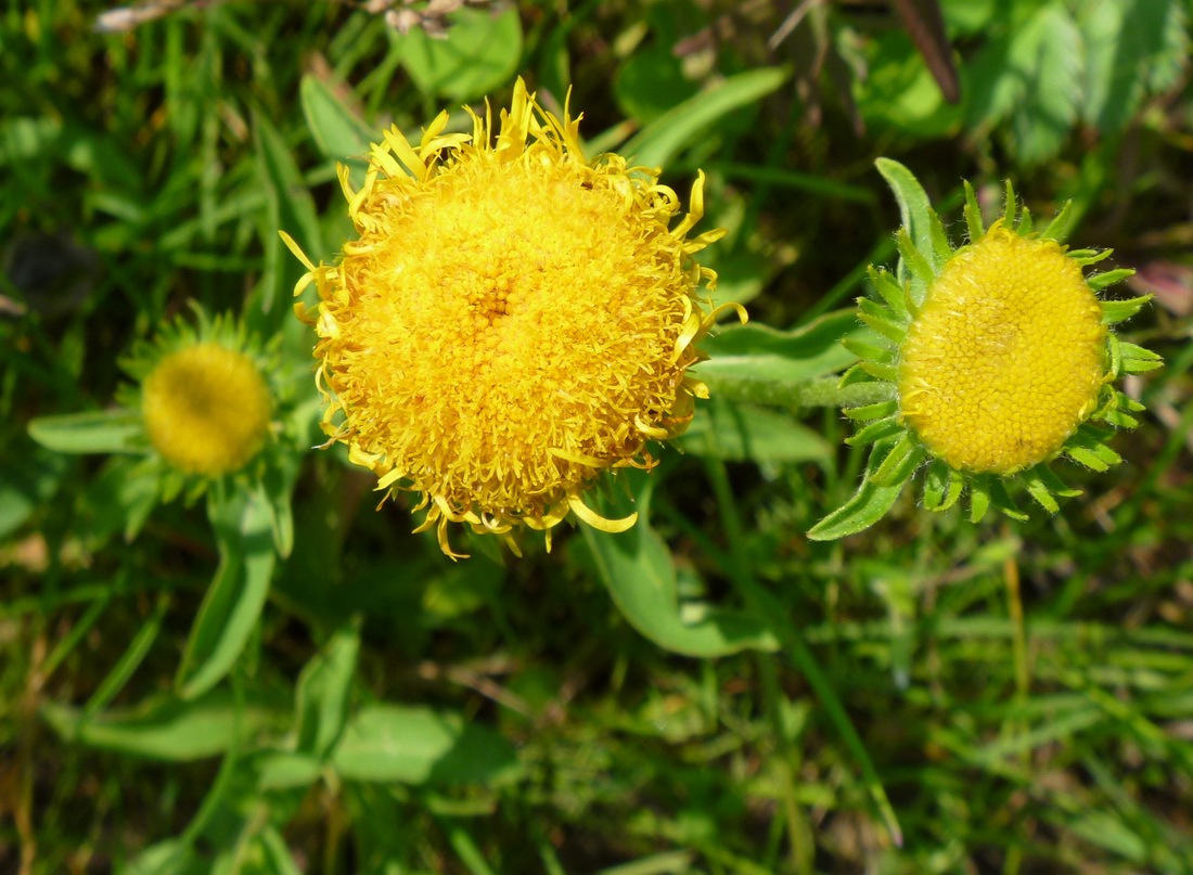 Изображение особи Inula britannica.