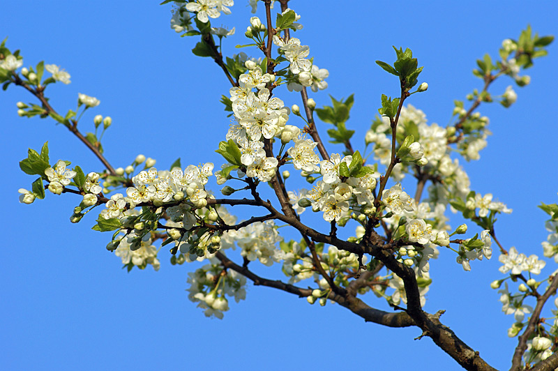 Image of Prunus domestica specimen.