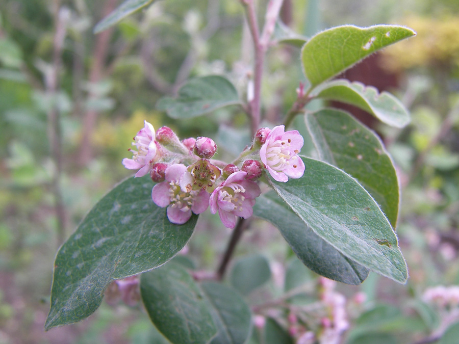 Изображение особи Cotoneaster integerrimus.