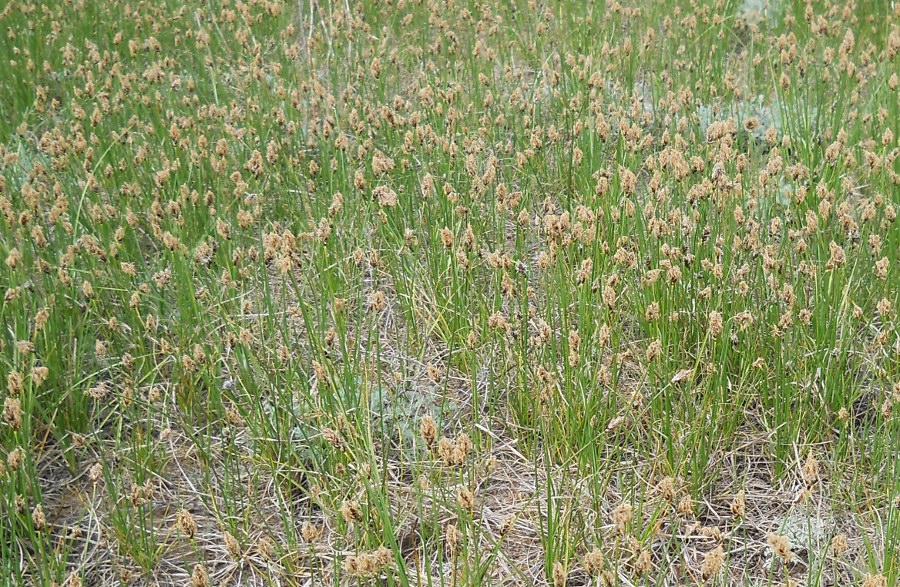 Изображение особи Carex stenophylla.