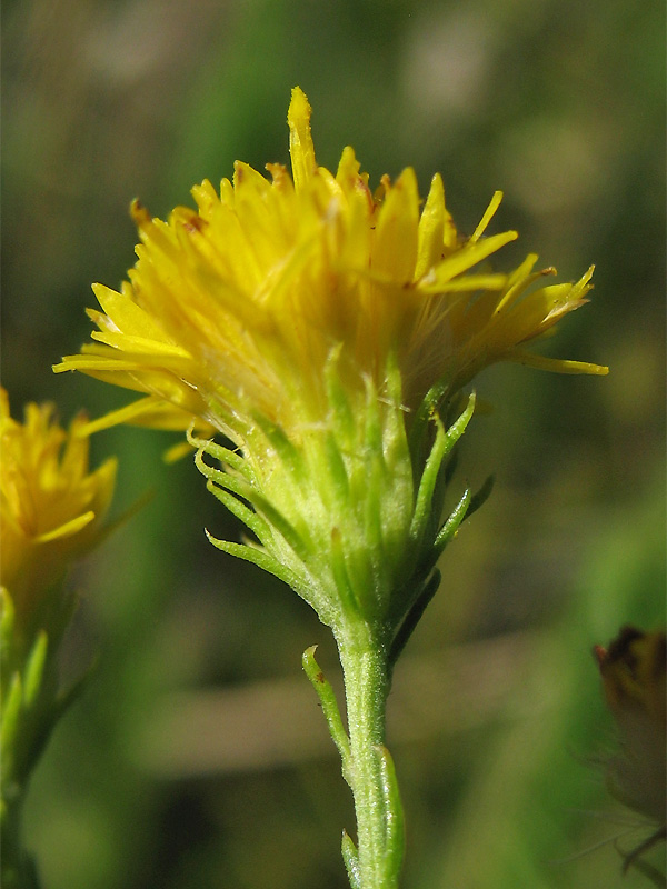 Image of Galatella linosyris specimen.