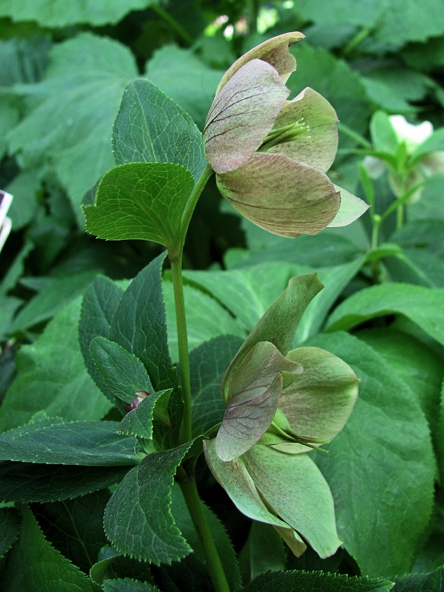 Image of genus Helleborus specimen.