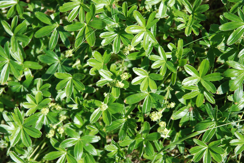 Image of Alchemilla alpina specimen.