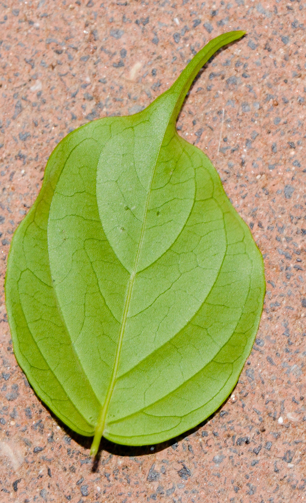 Image of Radermachera sinica specimen.