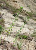 Origanum vulgare. Зацветающие растения. Абхазия, Гудаутский р-н, обрыв. 17.06.2012.