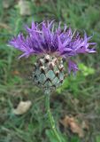 Centaurea rigidifolia. Соцветие. Крым, южный берег, окр. Мисхора, у дороги возле леса. 30 июня 2012 г.