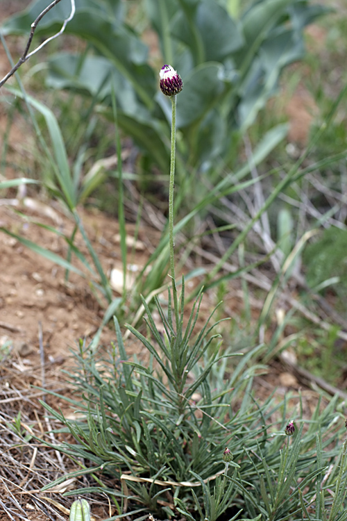 Image of Jurinea suffruticosa specimen.