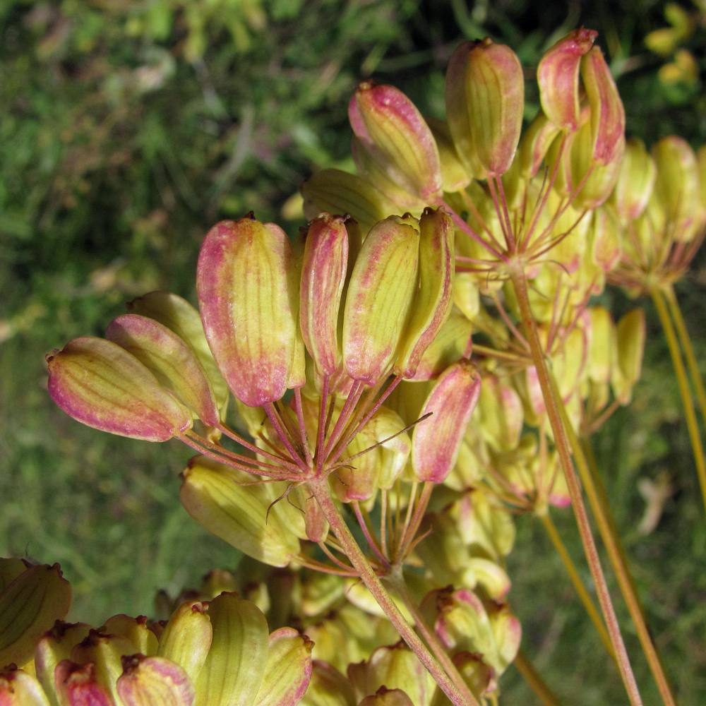 Изображение особи Peucedanum morisonii.