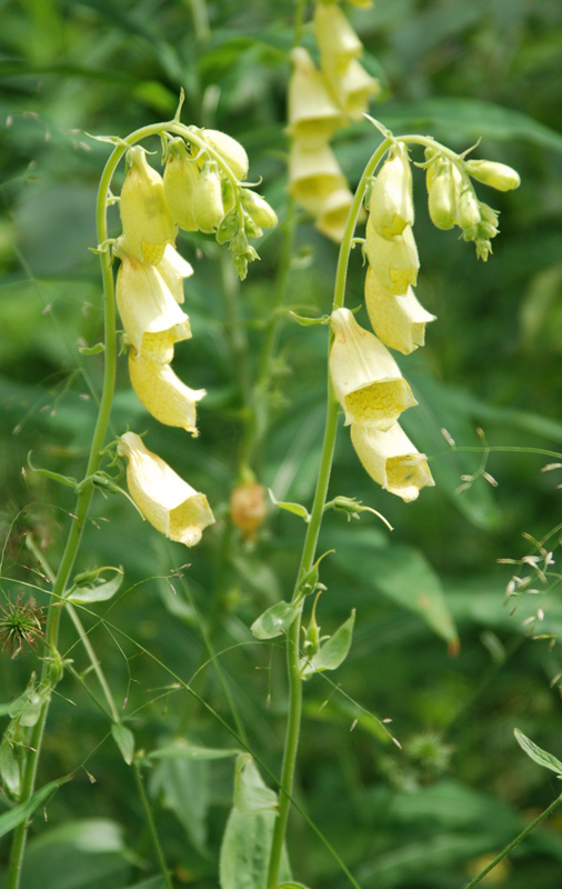 Изображение особи Digitalis grandiflora.