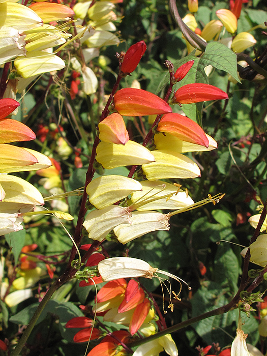 Image of Ipomoea lobata specimen.