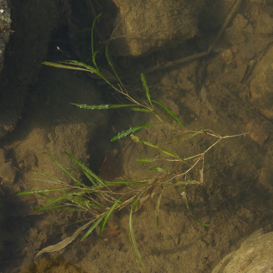 Image of Potamogeton gramineus specimen.