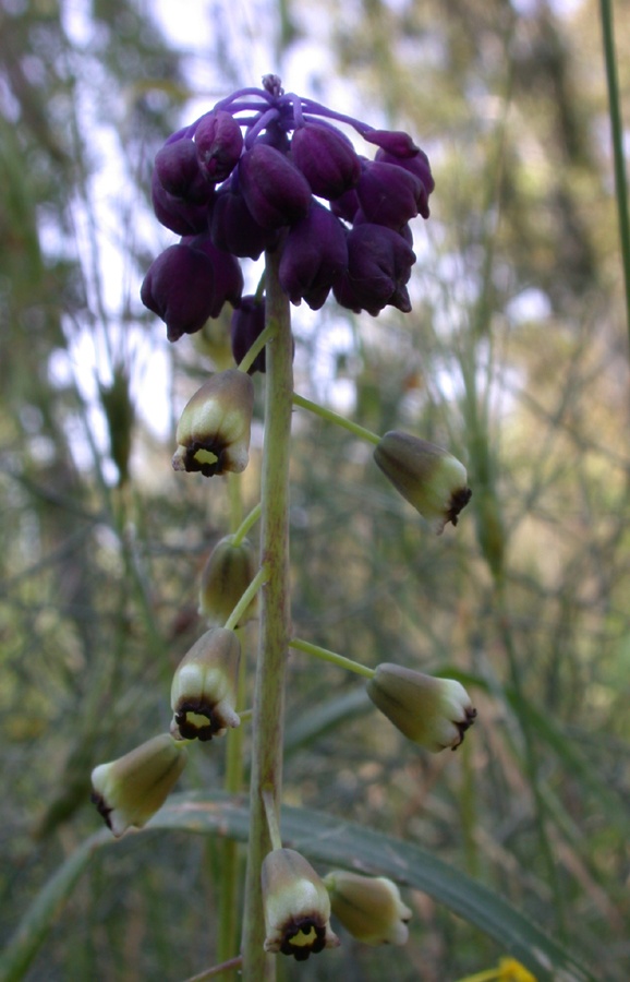 Image of Leopoldia bicolor specimen.