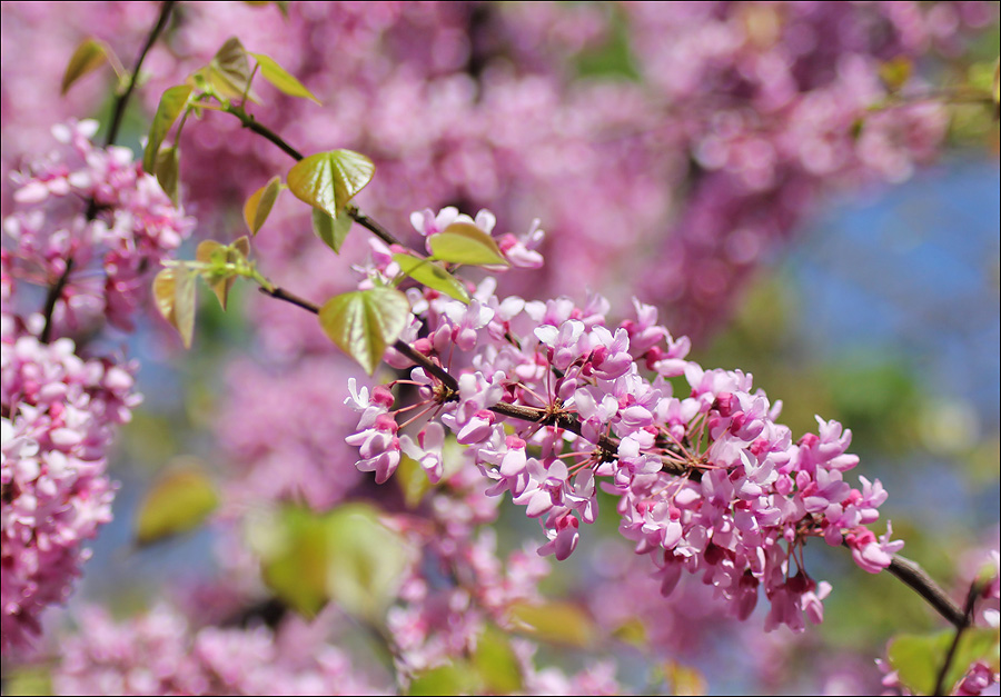 Image of Cercis canadensis specimen.