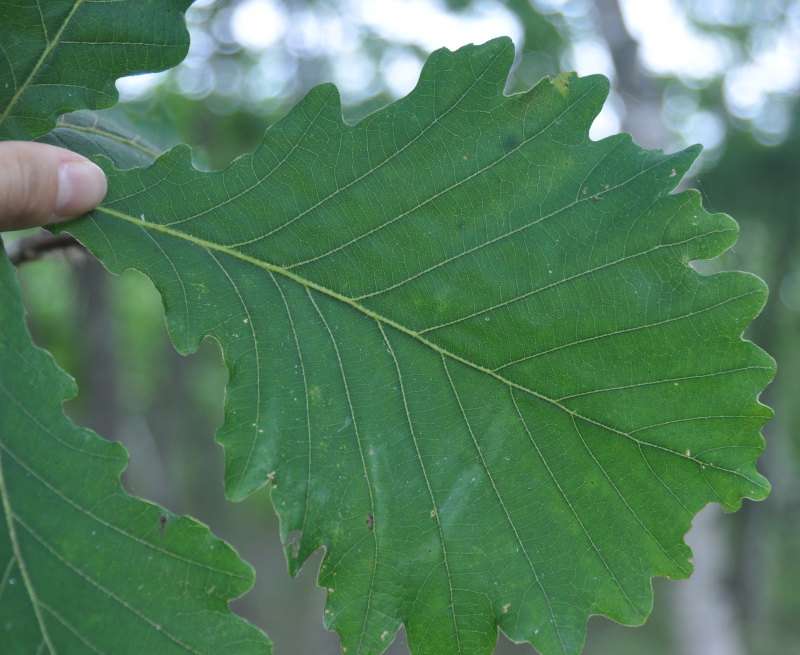 Image of Quercus crispula specimen.