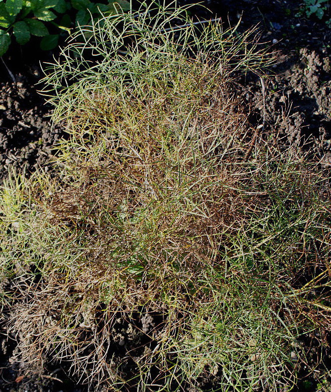 Image of Peucedanum officinale specimen.