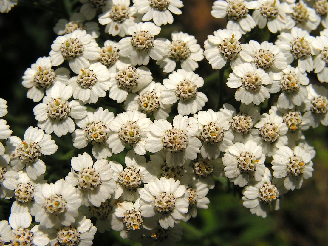 Изображение особи Achillea asiatica.