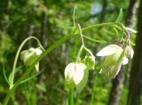 Aquilegia parviflora