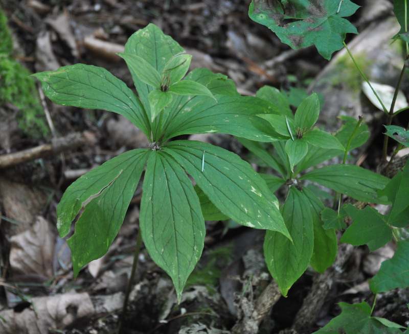 Image of Paris verticillata specimen.