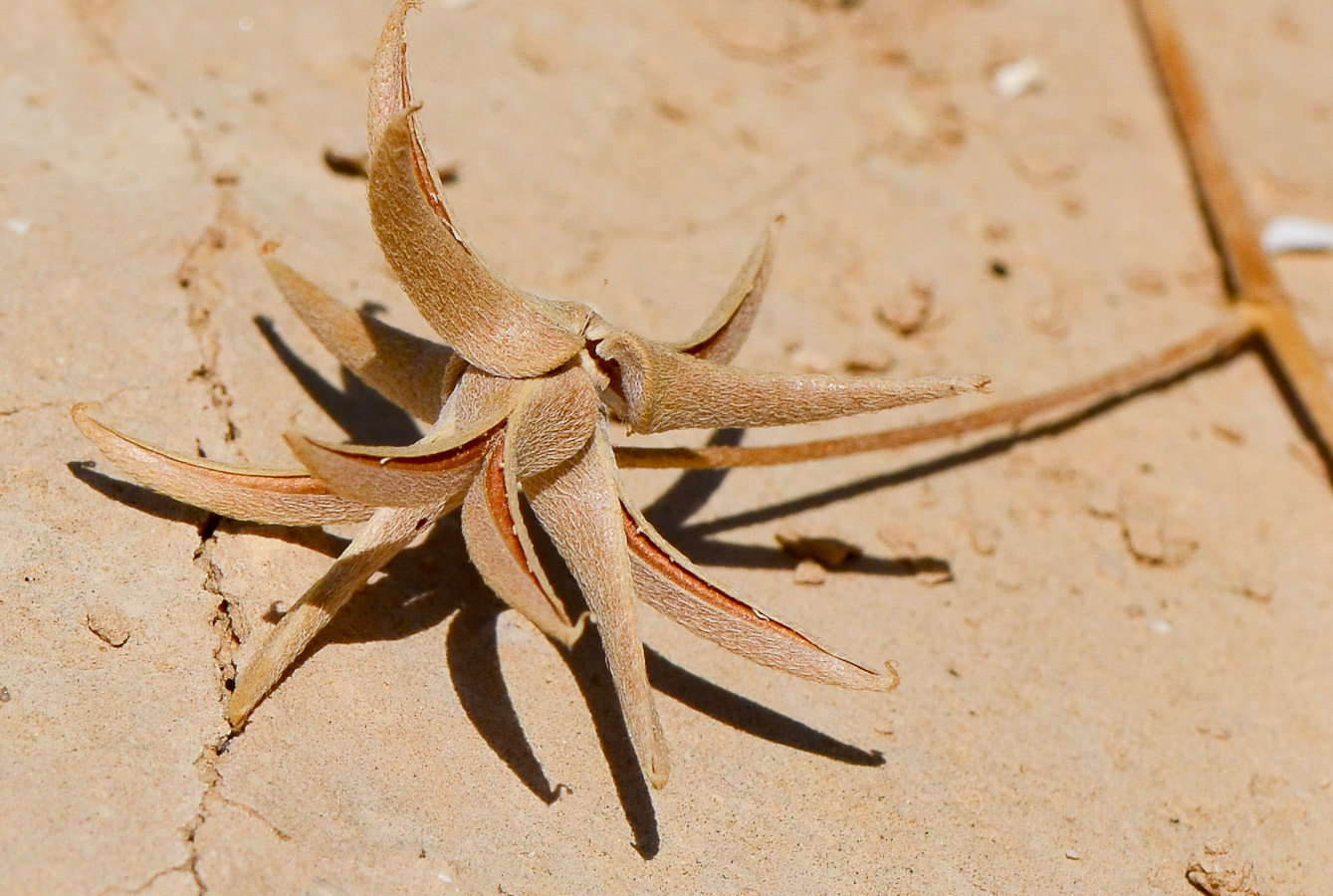 Image of Astragalus asterias specimen.