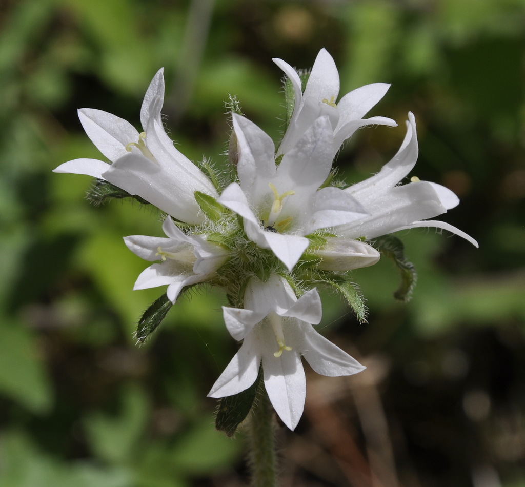 Изображение особи Campanula lingulata.