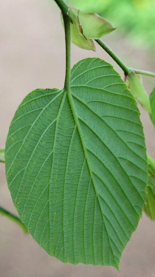 Image of Corylopsis sinensis specimen.