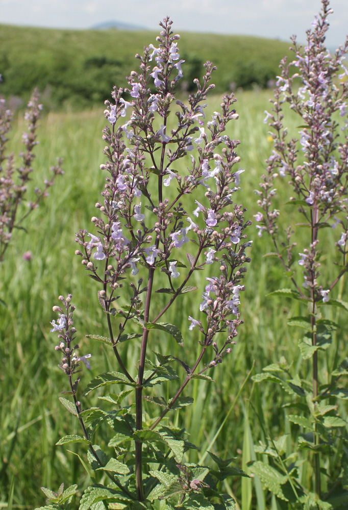 Image of Nepeta nuda specimen.