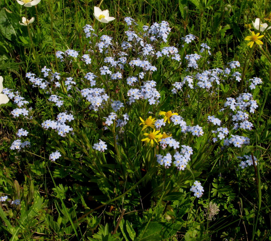 Image of genus Myosotis specimen.