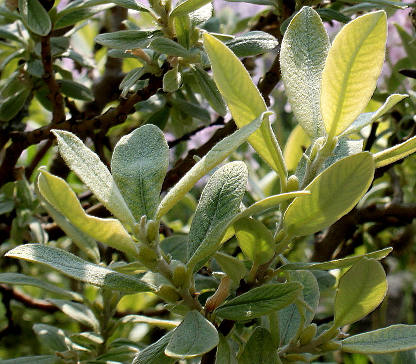 Image of Salix helvetica specimen.