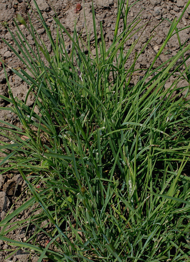 Image of Dianthus carthusianorum specimen.