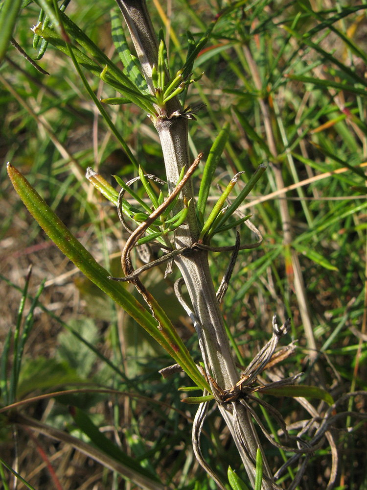 Изображение особи Galium verum.