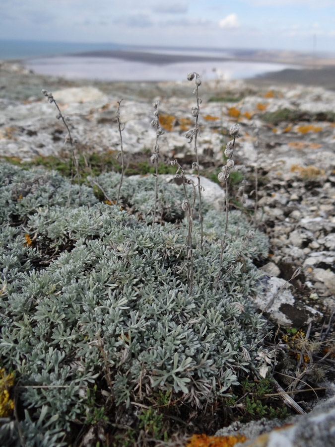 Image of Artemisia caucasica specimen.