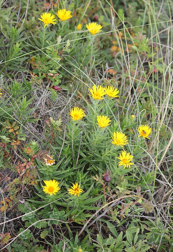 Image of Inula ensifolia specimen.