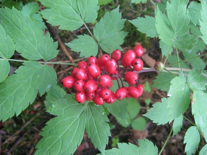 Изображение особи Actaea erythrocarpa.