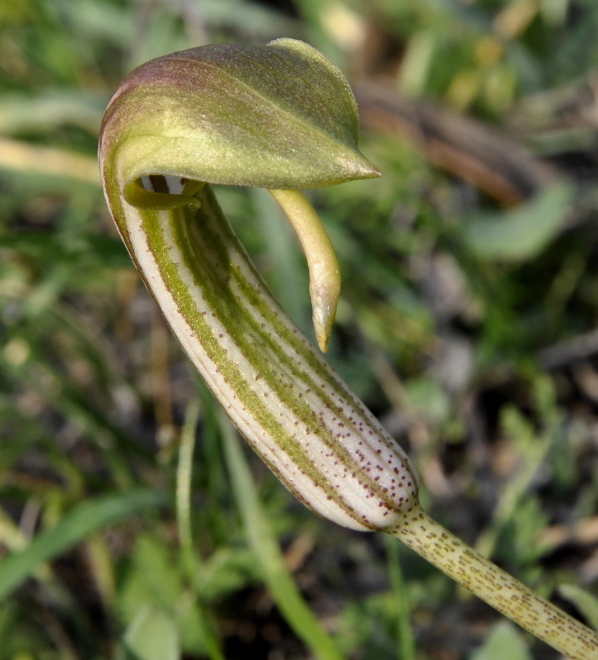 Изображение особи Arisarum vulgare.