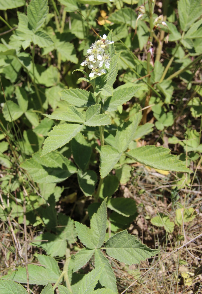 Image of Rubus canescens specimen.