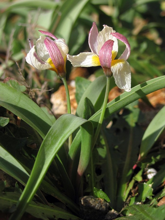 Image of Tulipa biflora specimen.