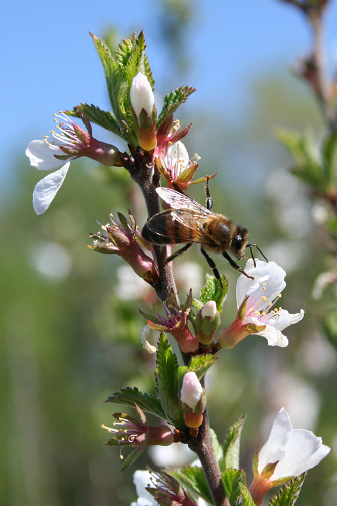 Изображение особи Cerasus tomentosa.