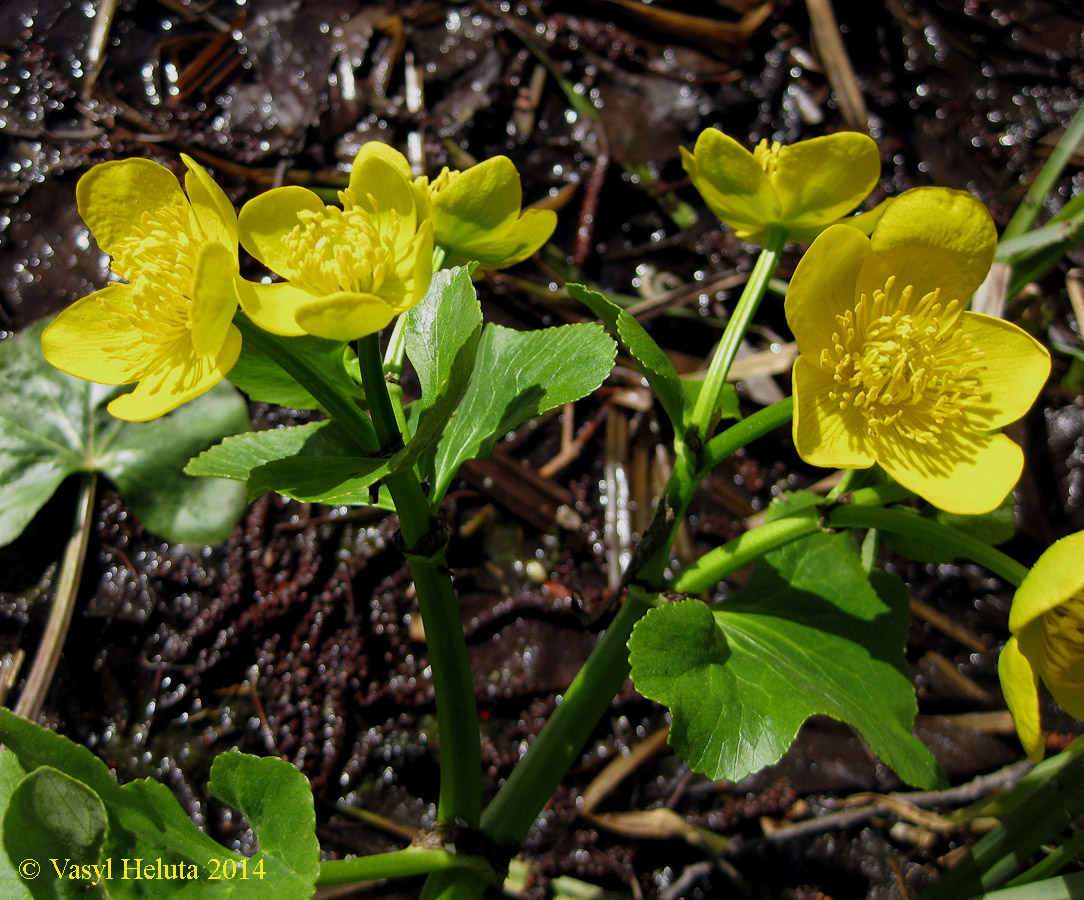 Изображение особи Caltha palustris.