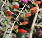 Eremophila laanii